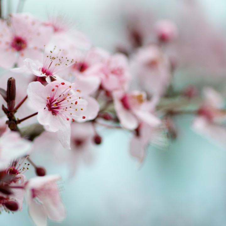 Ambiance printanière - Prunus Pissardii -